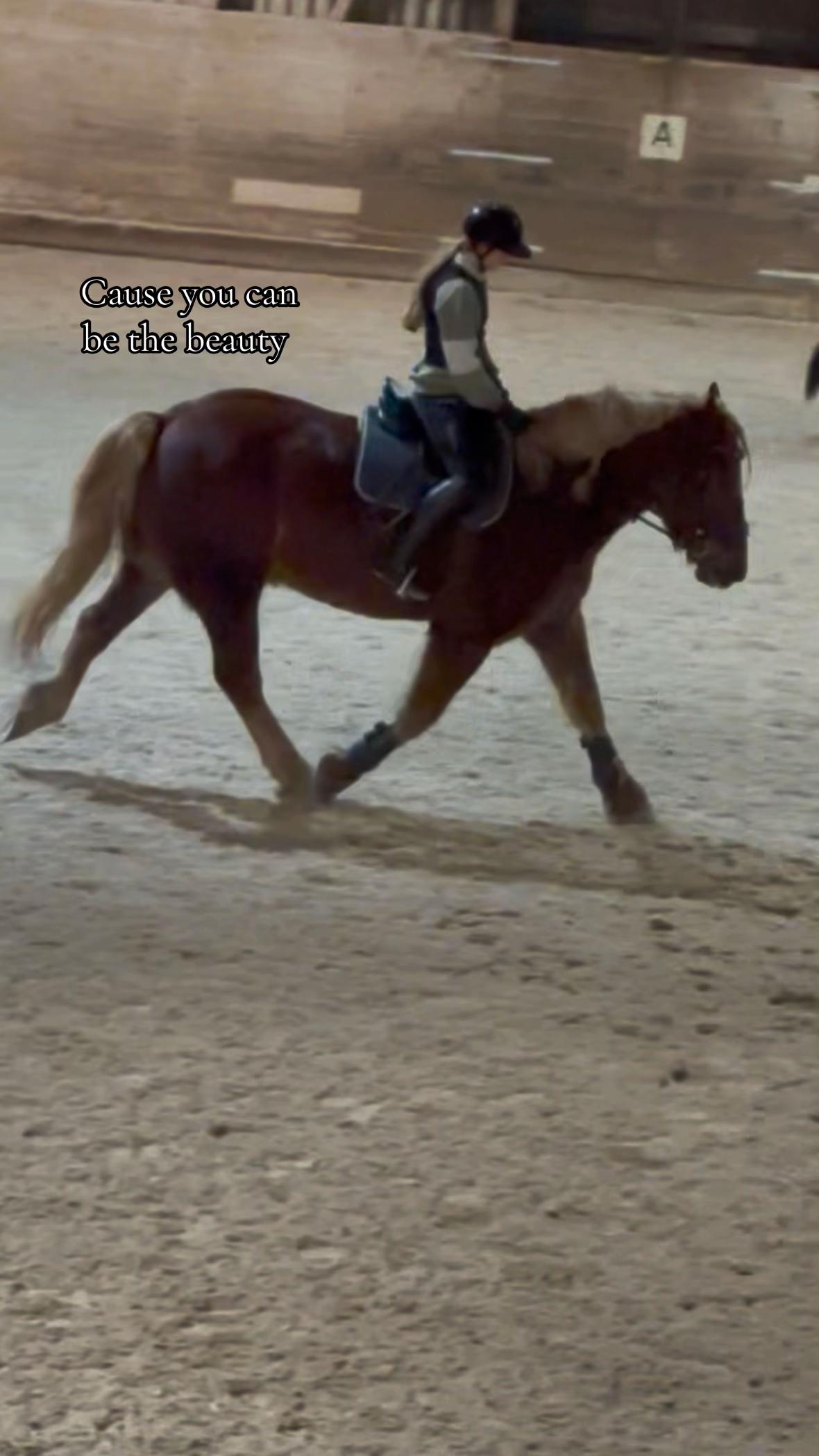 @_.coldblood.dressage_