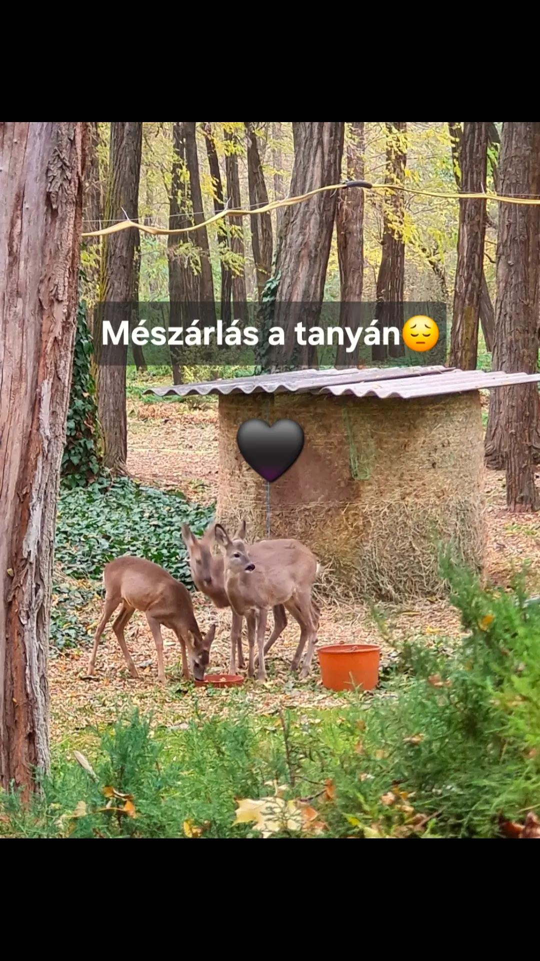 @Daisy Bukovicsné Bék