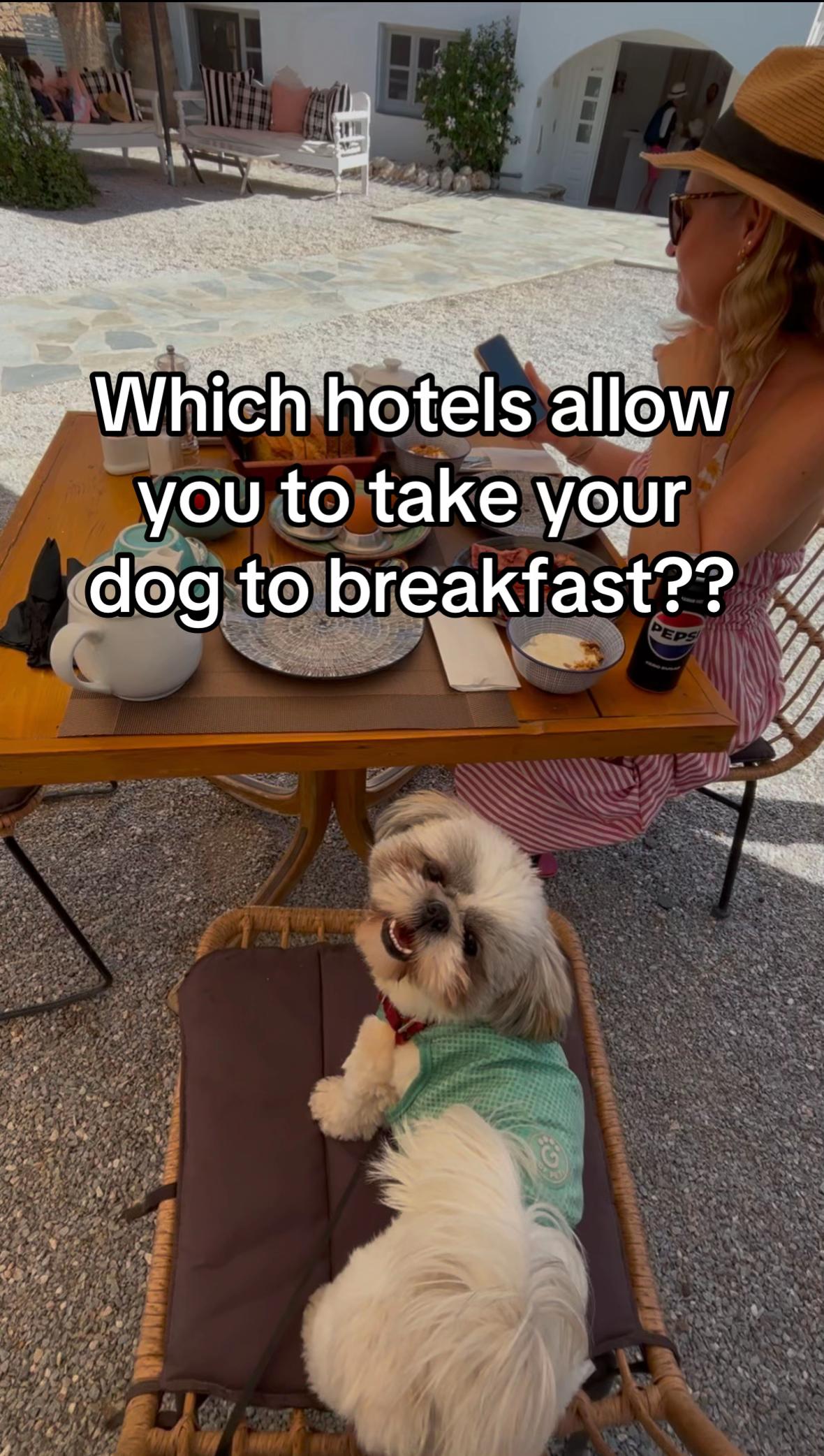 @Daisy | The Dog Travel App