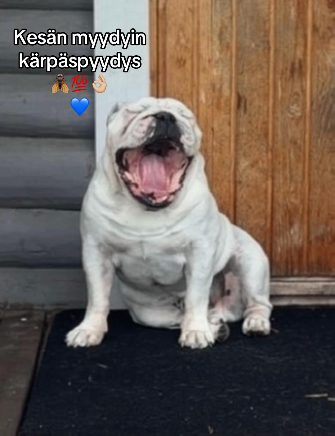 @Salla Armia