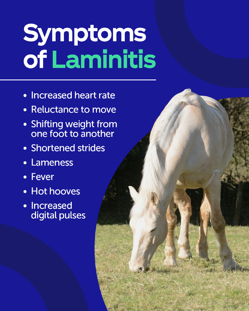@Protexin Equine