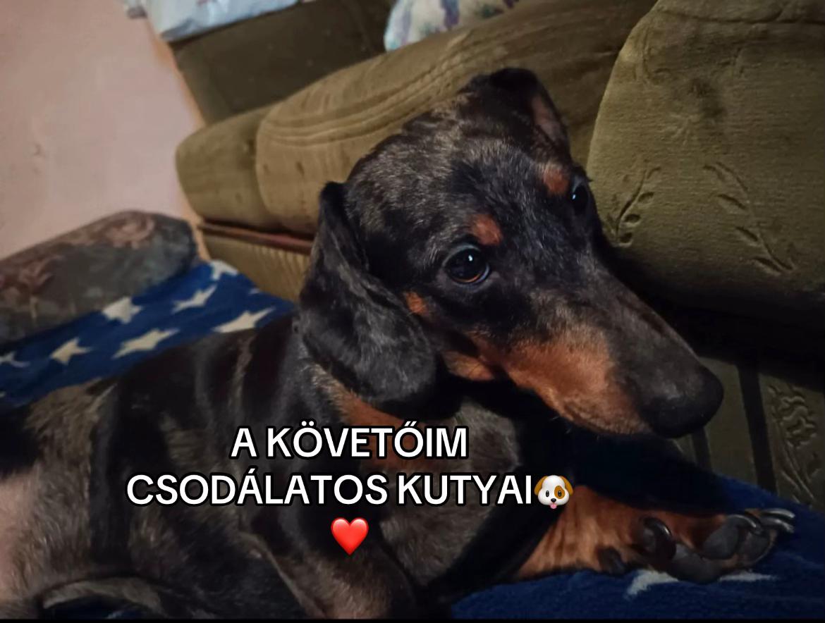 @TOFIKA🐶