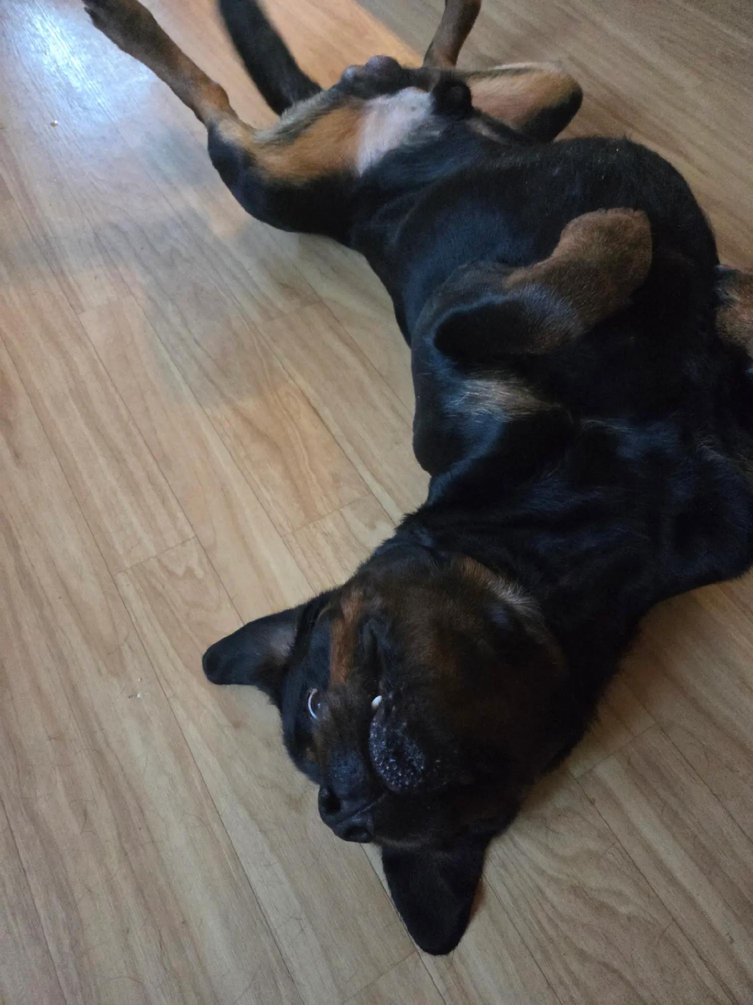 @Loki der Rottweiler