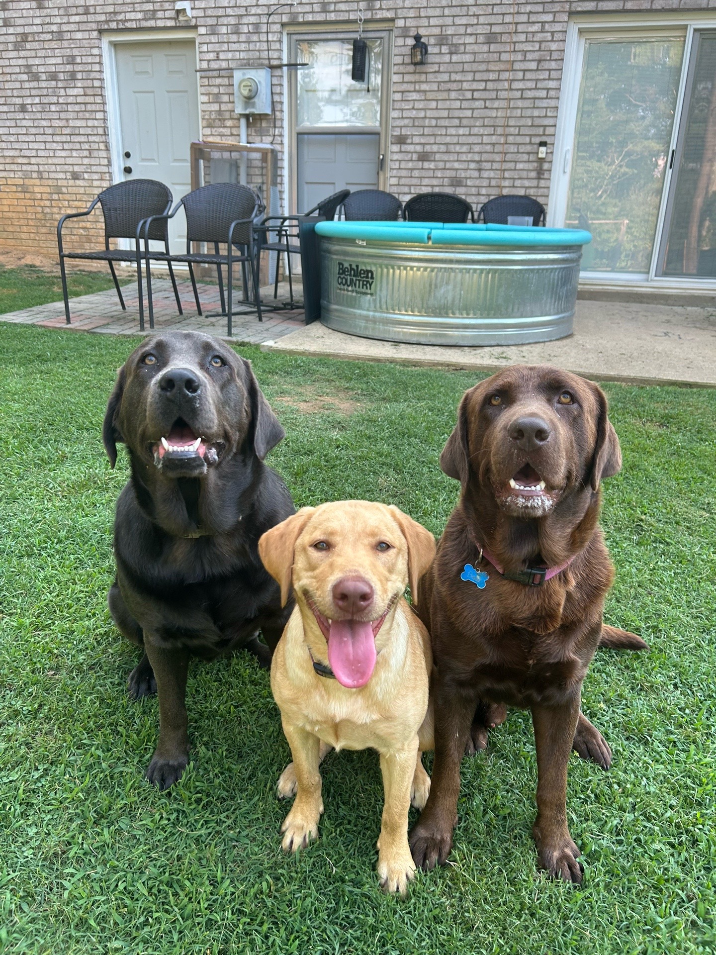 @Chocolate Labrador