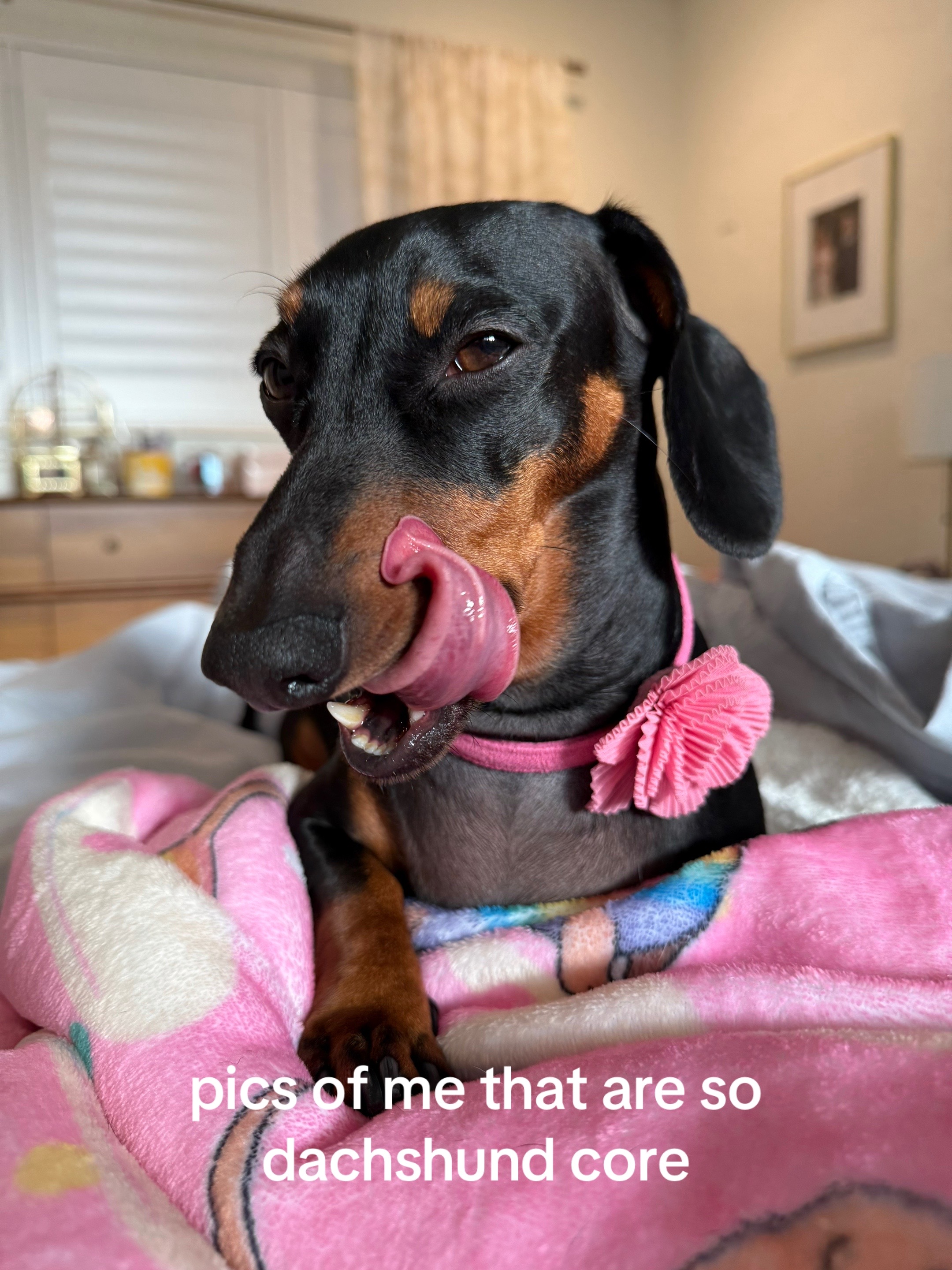 @Penny the Dachshund