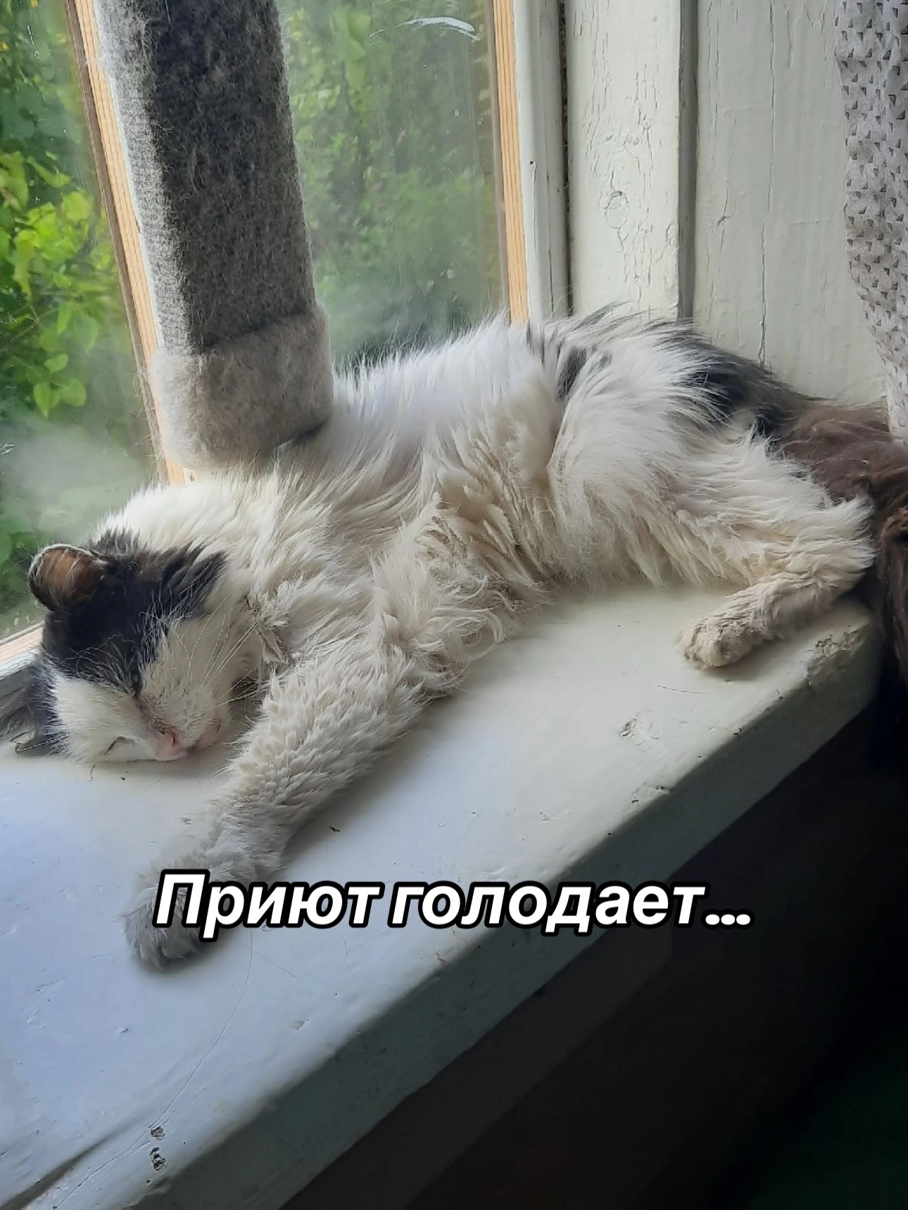 @Приют для животных Потеряшка