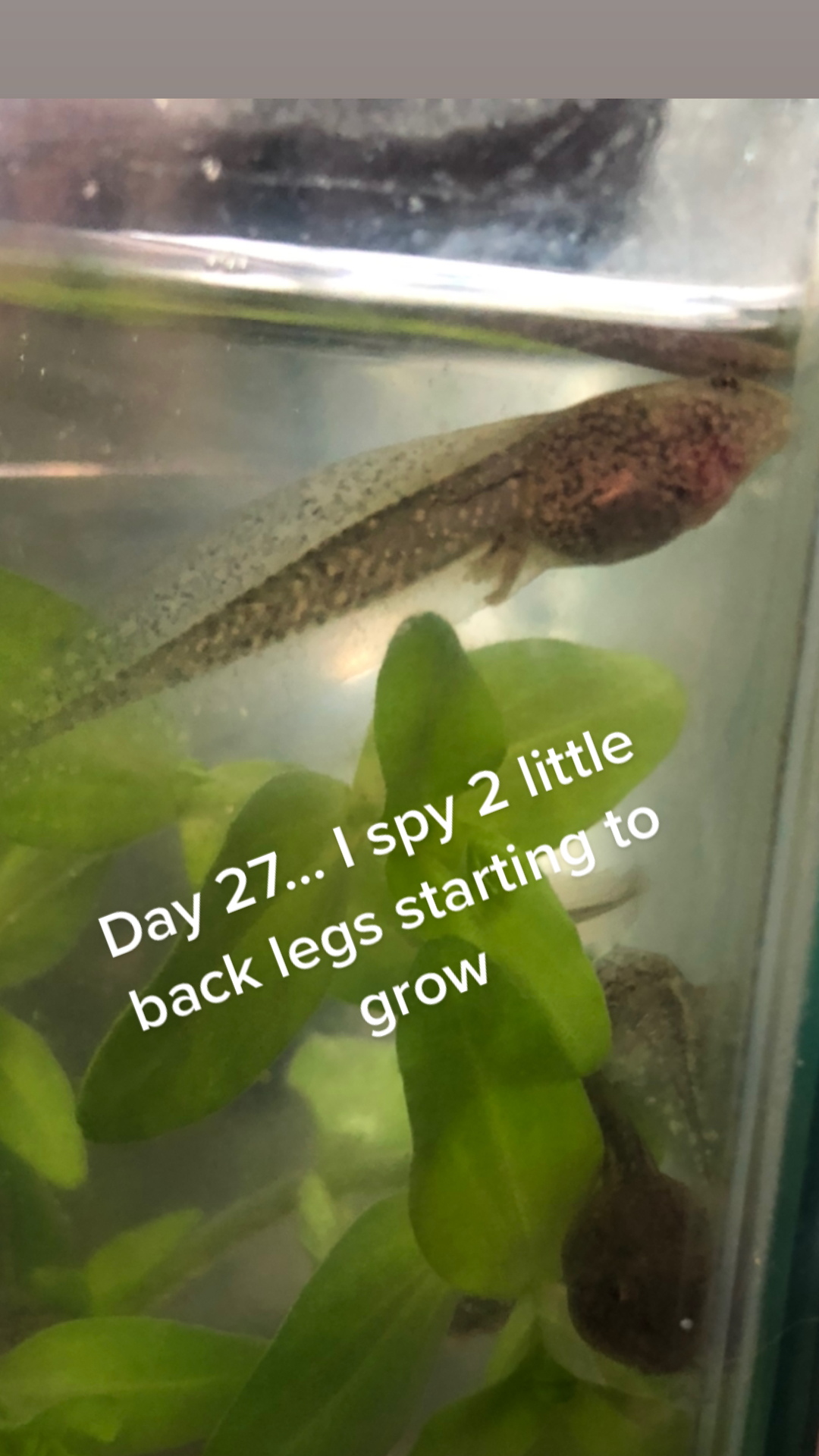 @Life With Tadpoles