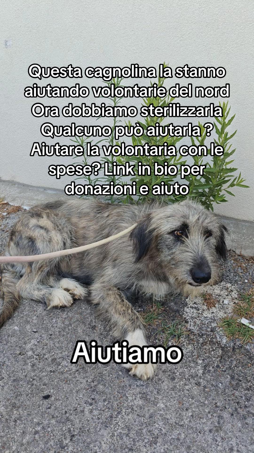 @I randagi di nessuno