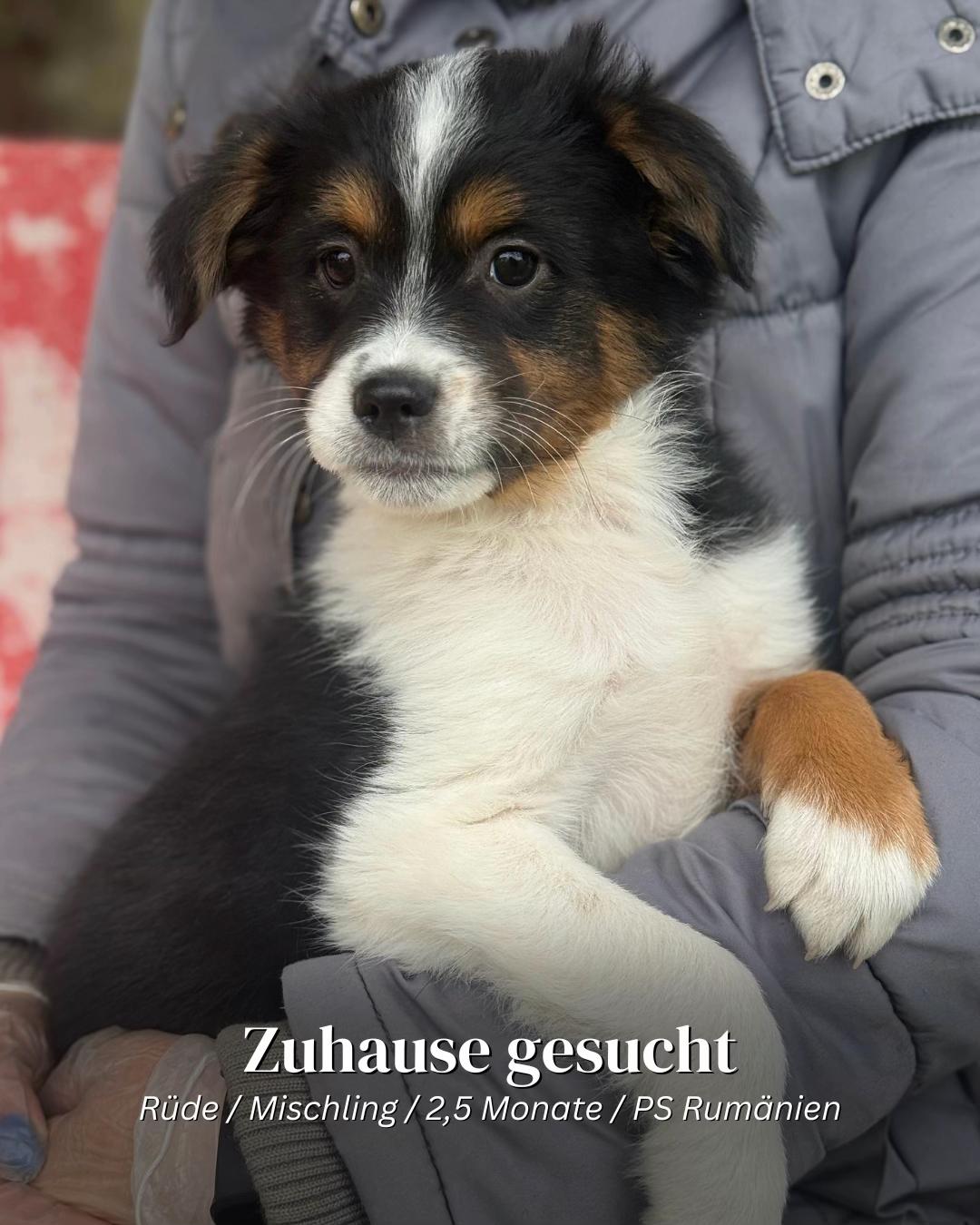 @SpecialDogs e.V.