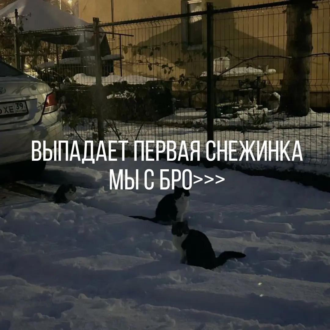 @гавчик