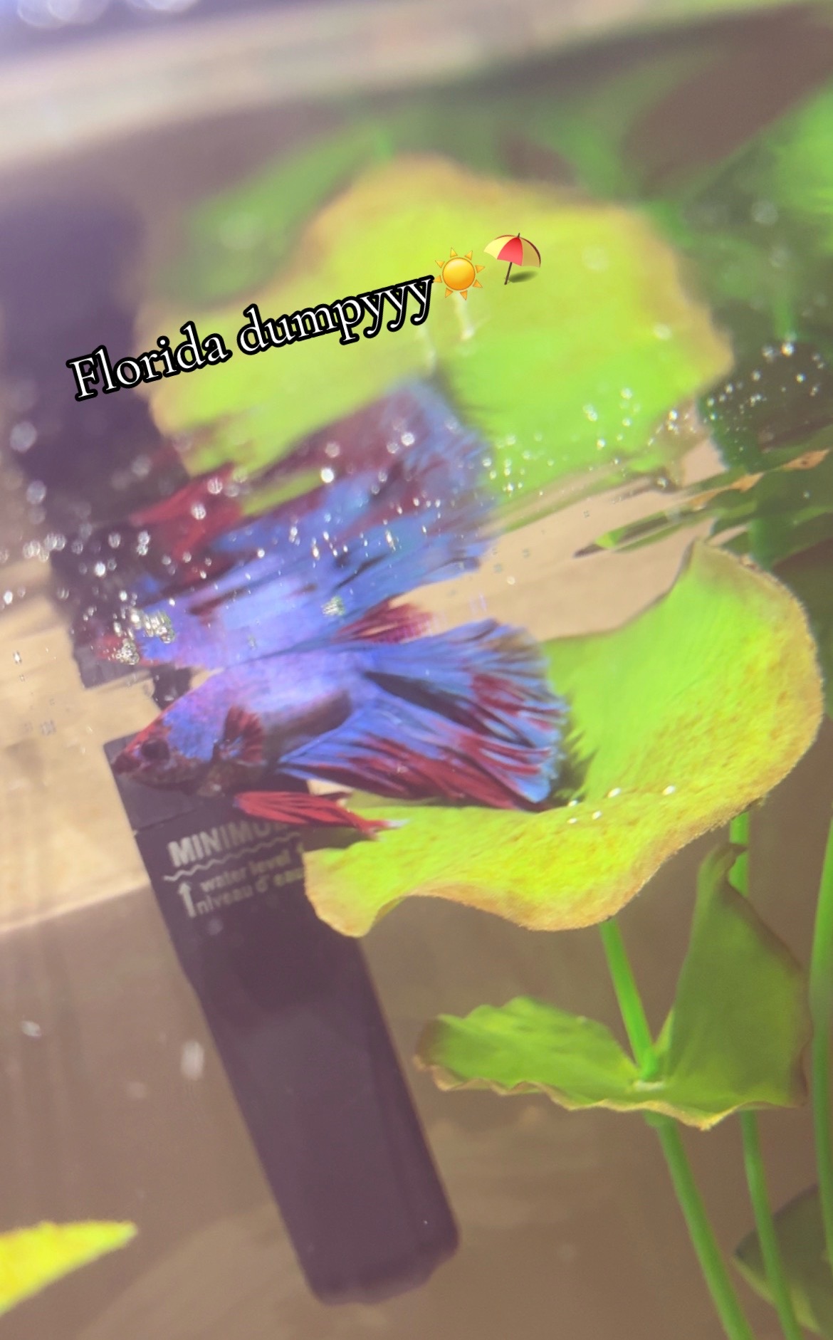 @🦢𝓼𝓪𝓲𝓪𝓱♡♤