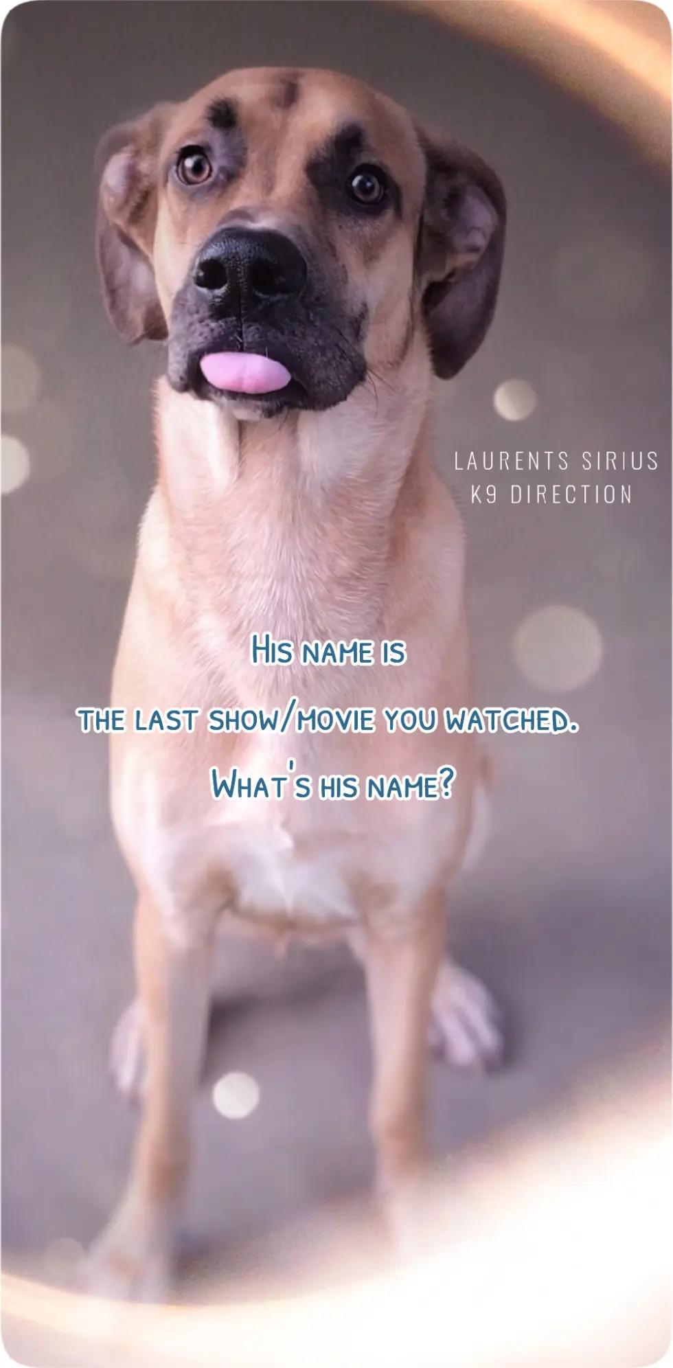 @Laurent&rsquo;s Sirius K9 Direction