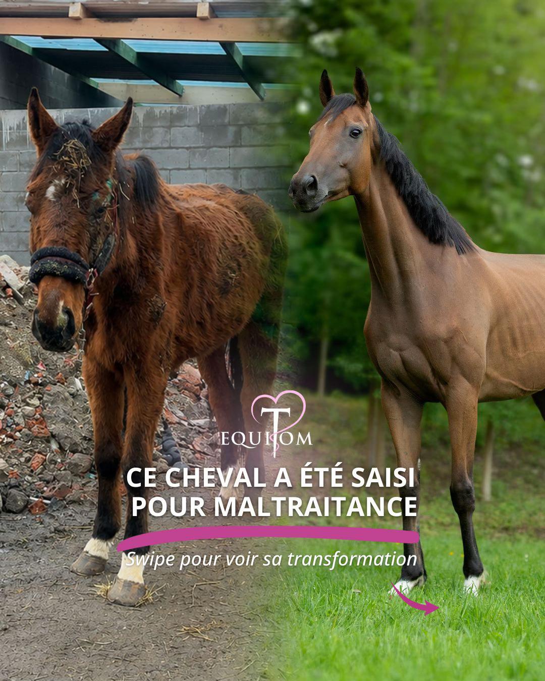 @Equitom