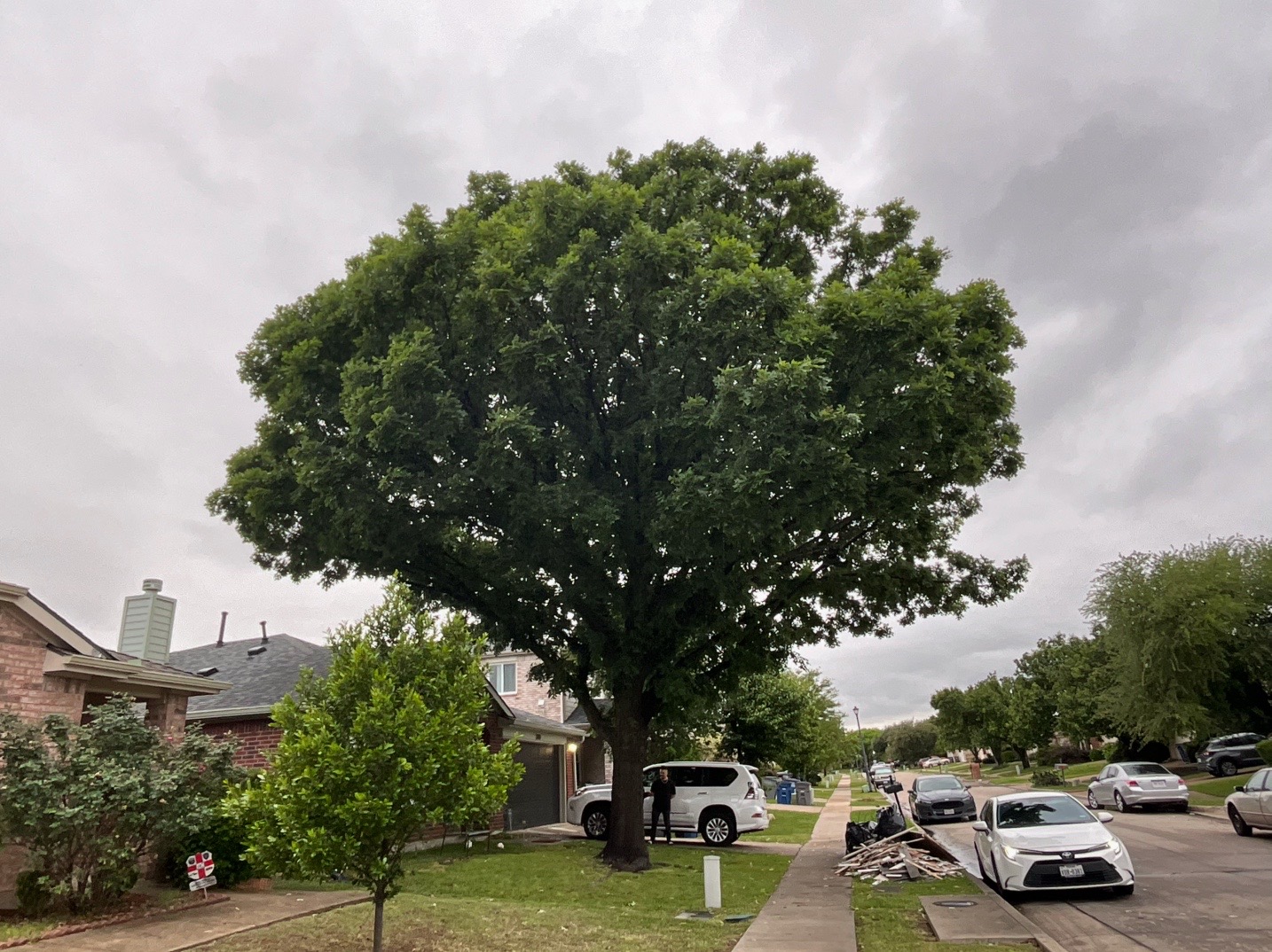 @Live Oak Tree Service