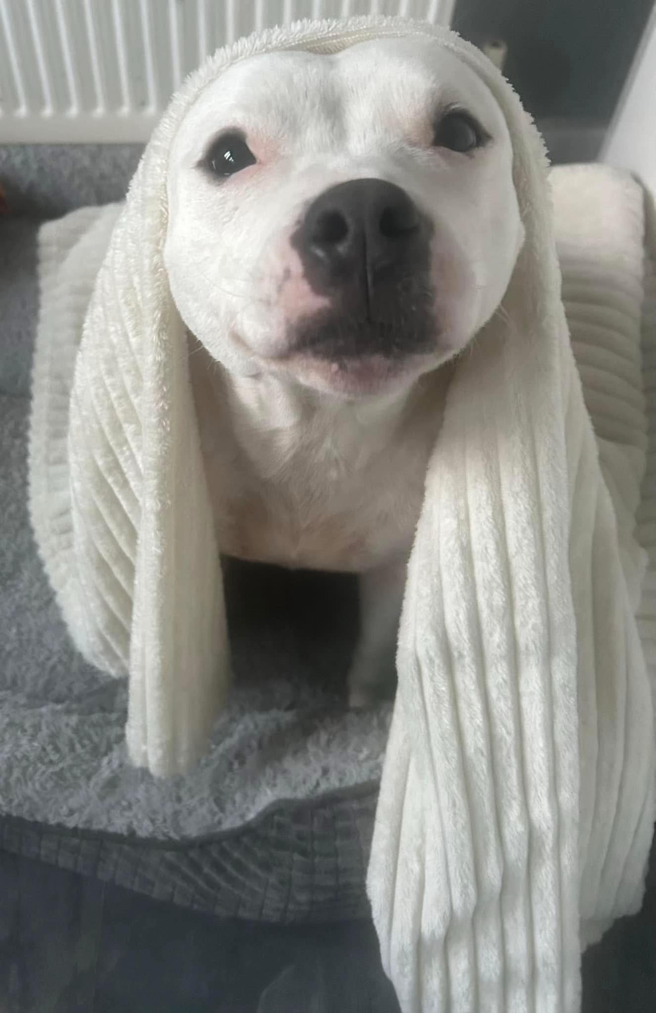 @Daisy the staffy 🌼