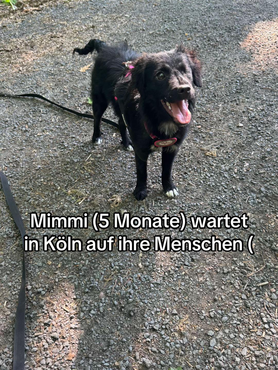 @Ankerhunde e.V.