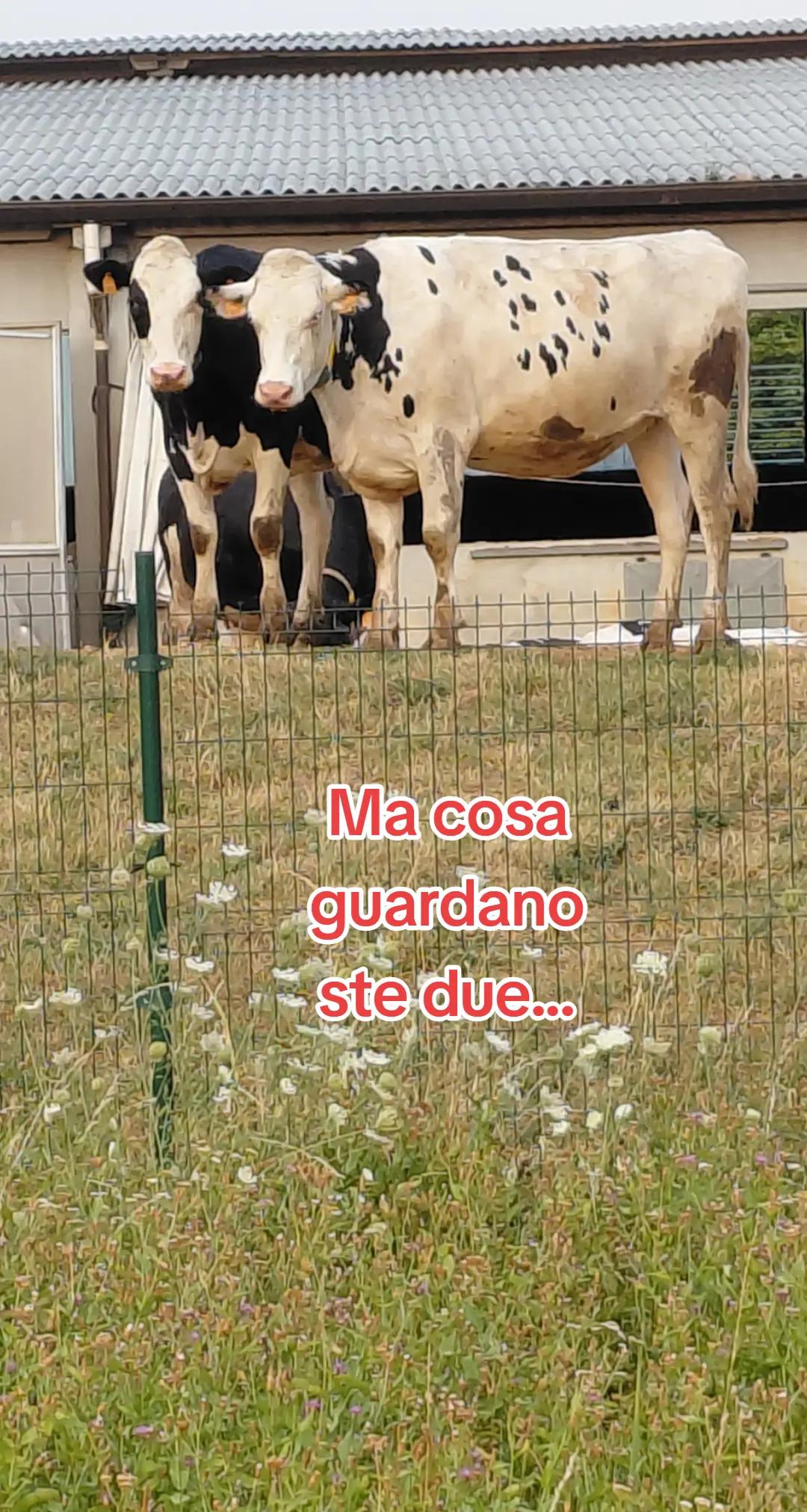 @Benjitoitaliano20