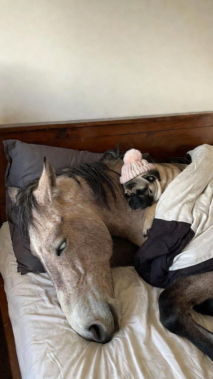 @FOLLOW MY HORSE🐴🦄❤️