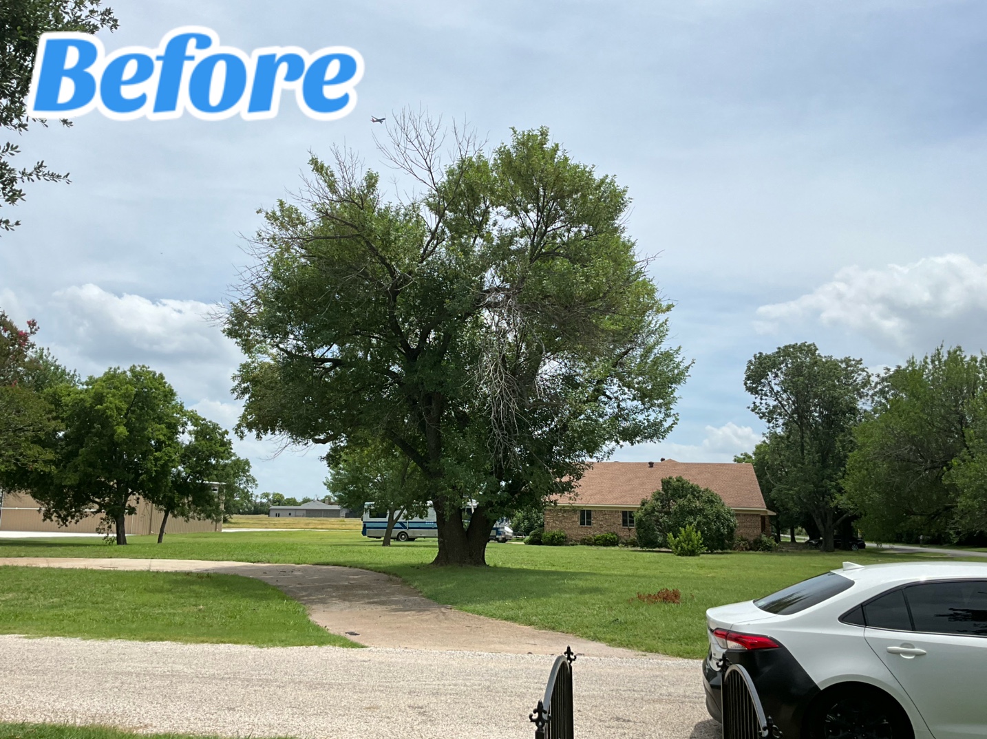 @Live Oak Tree Service