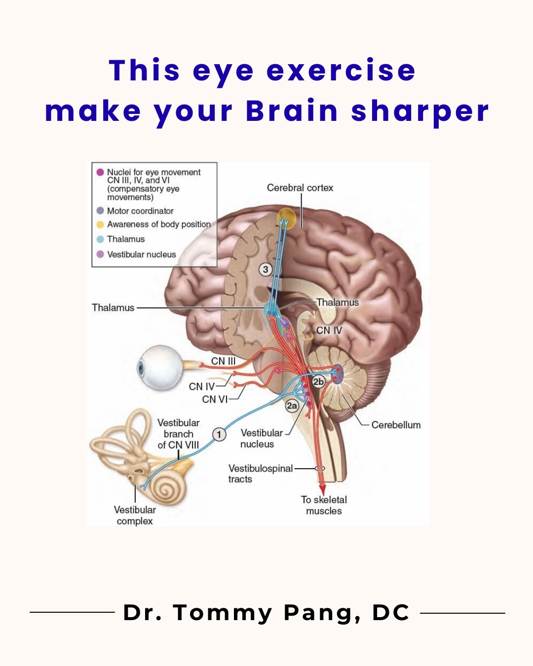 @drtpangbrainhealth