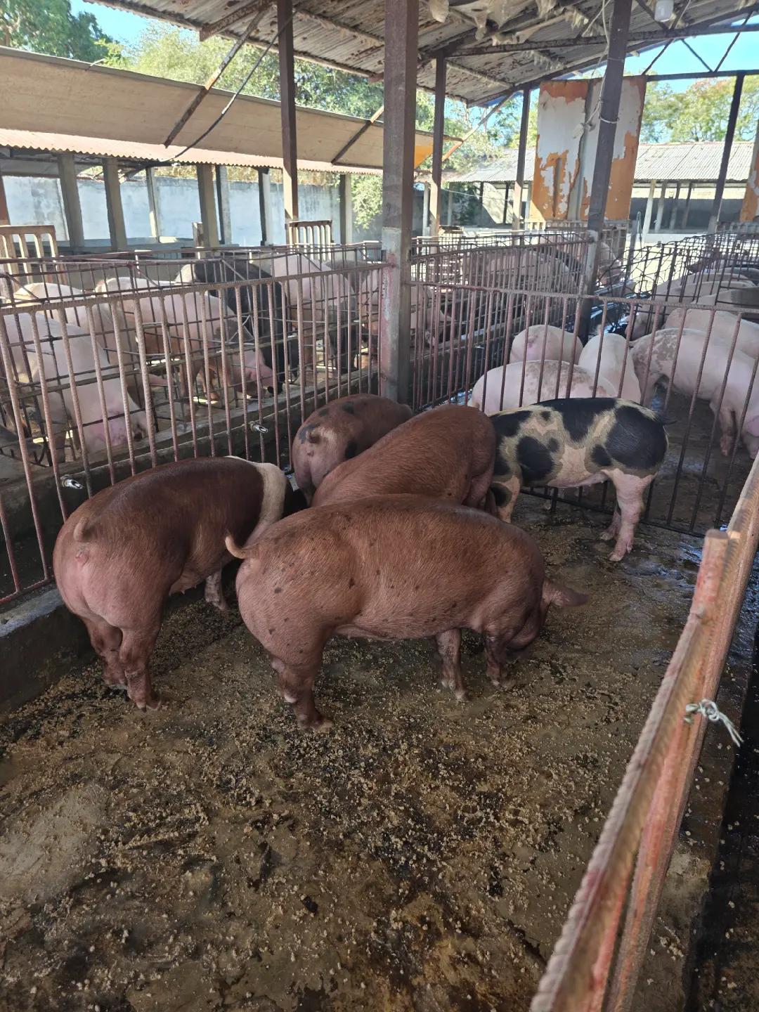 @W4 Pig Farm