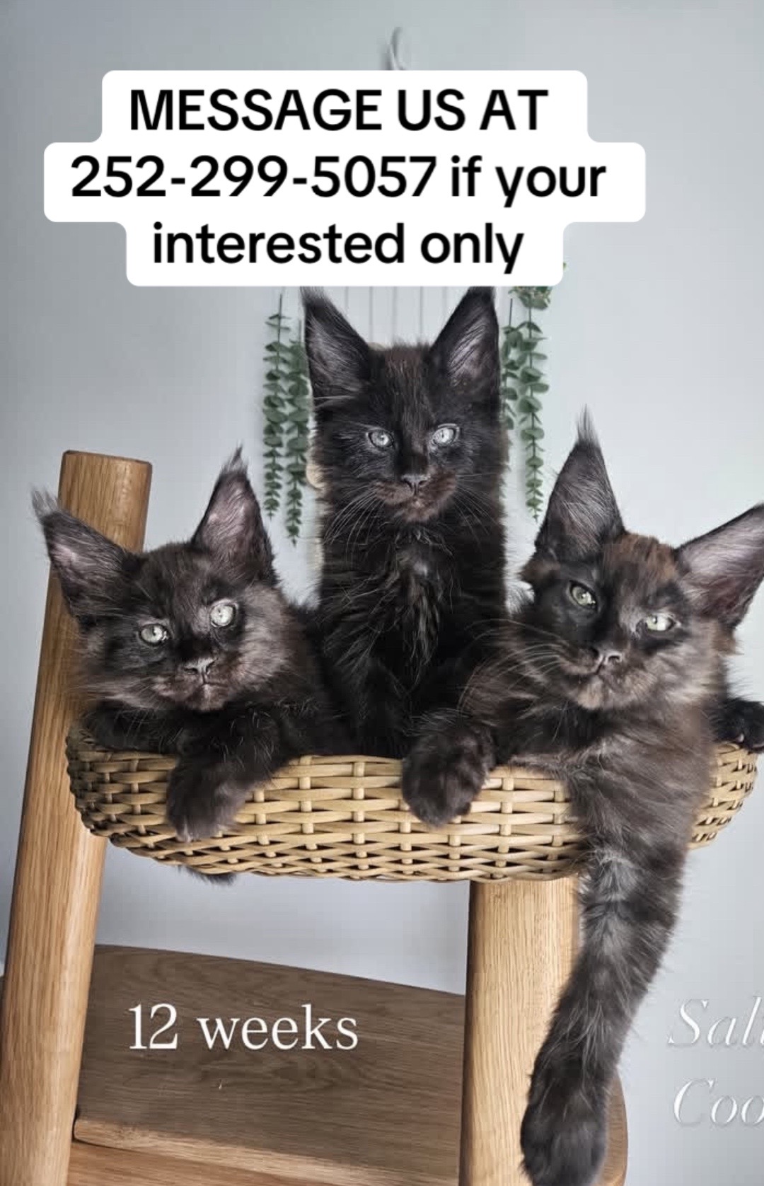 @blackkitties