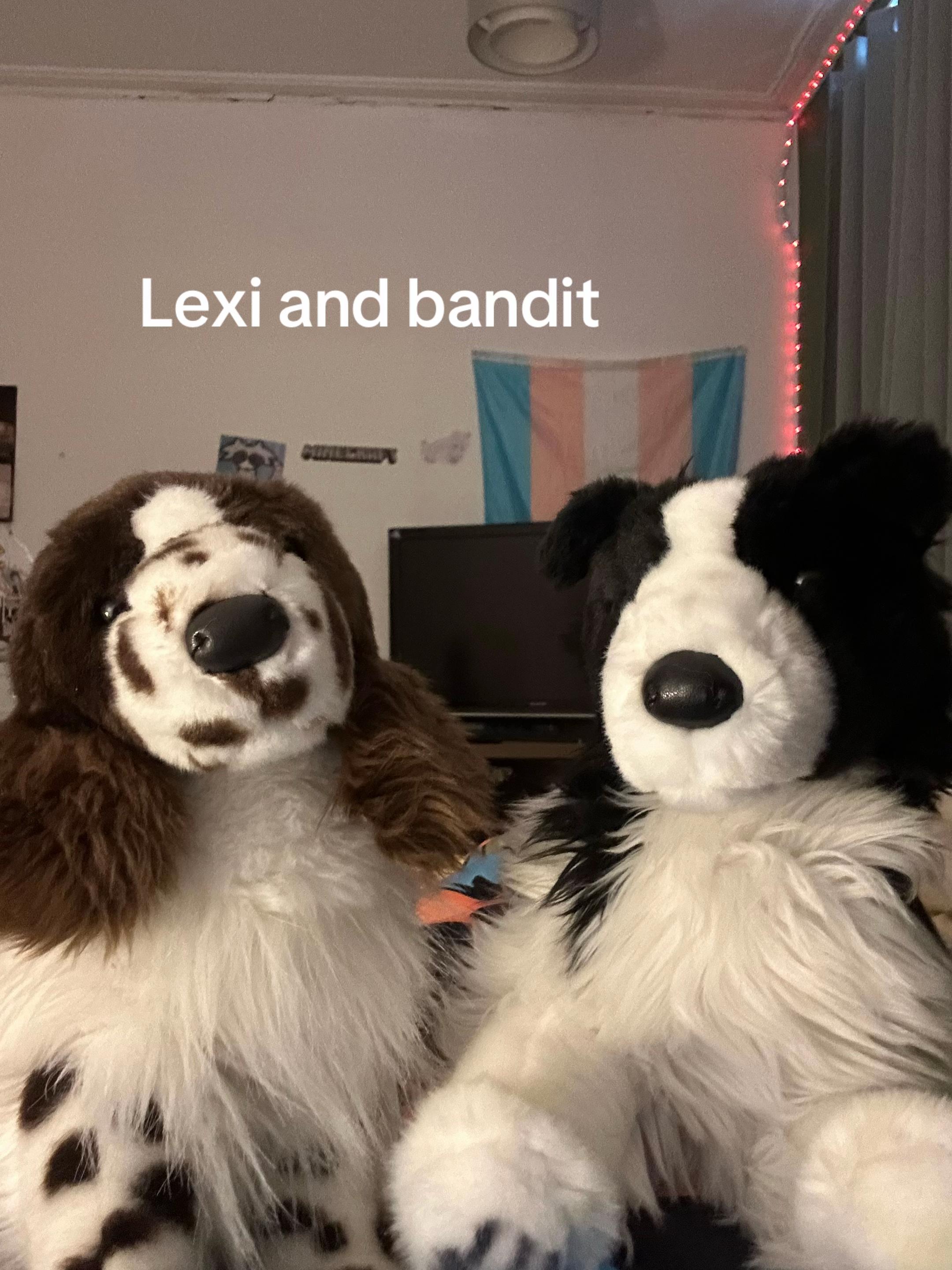 @bordercollieguy3