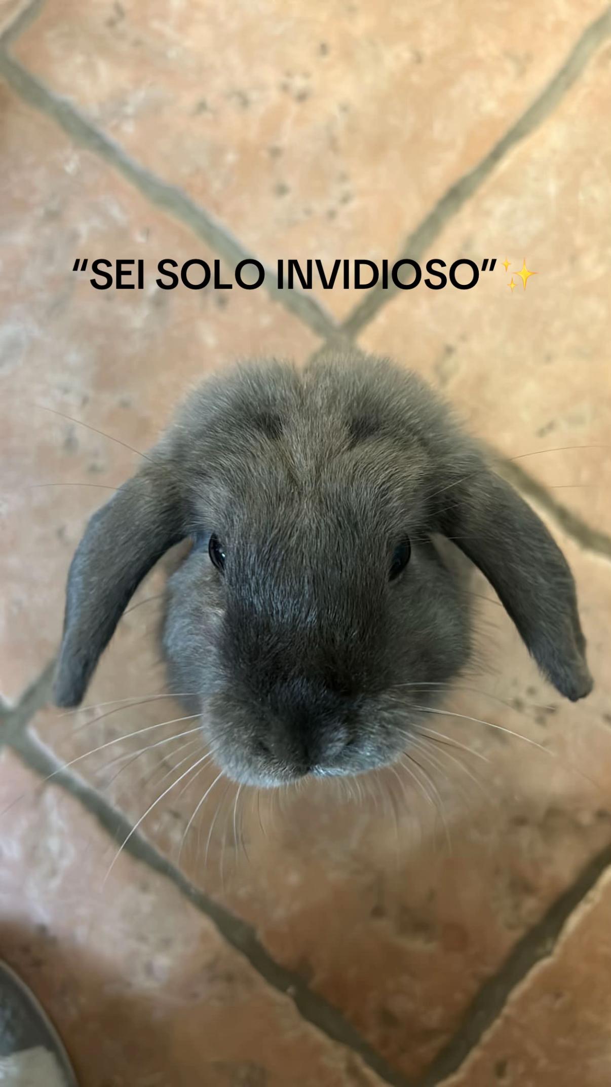 @Peter Rabbit