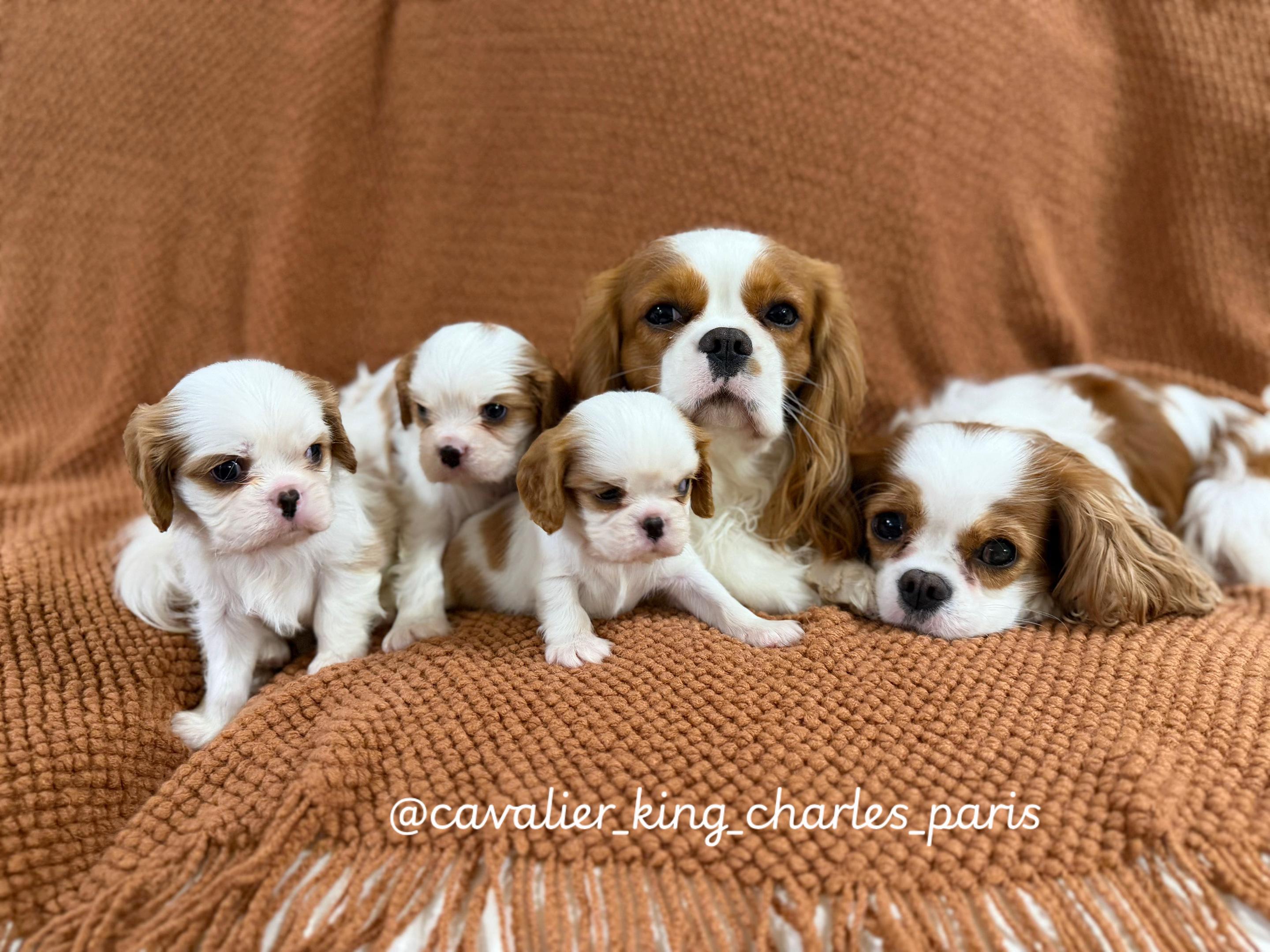 @Cavalier_king_charles_paris