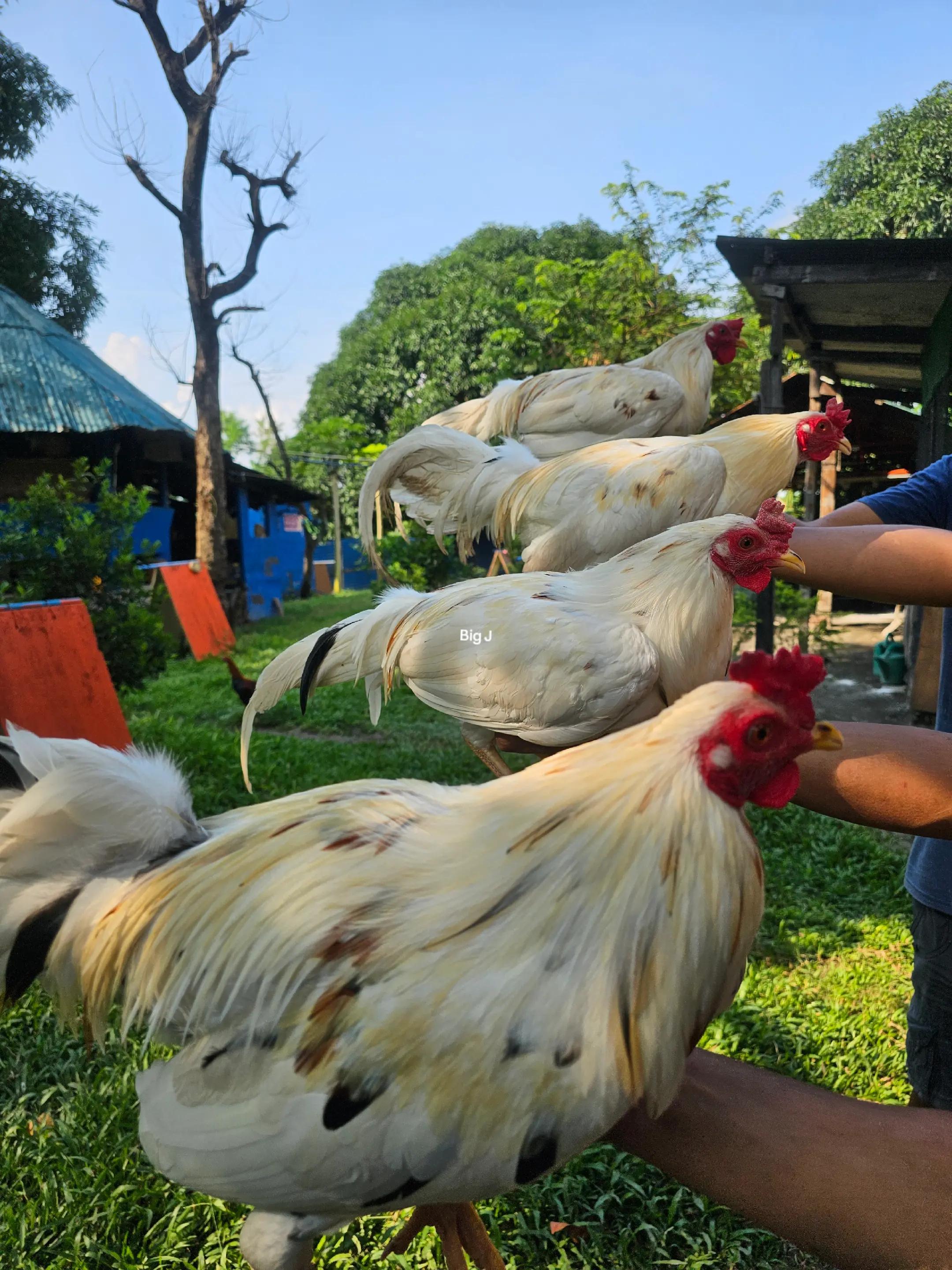 @Big J Gamefarm