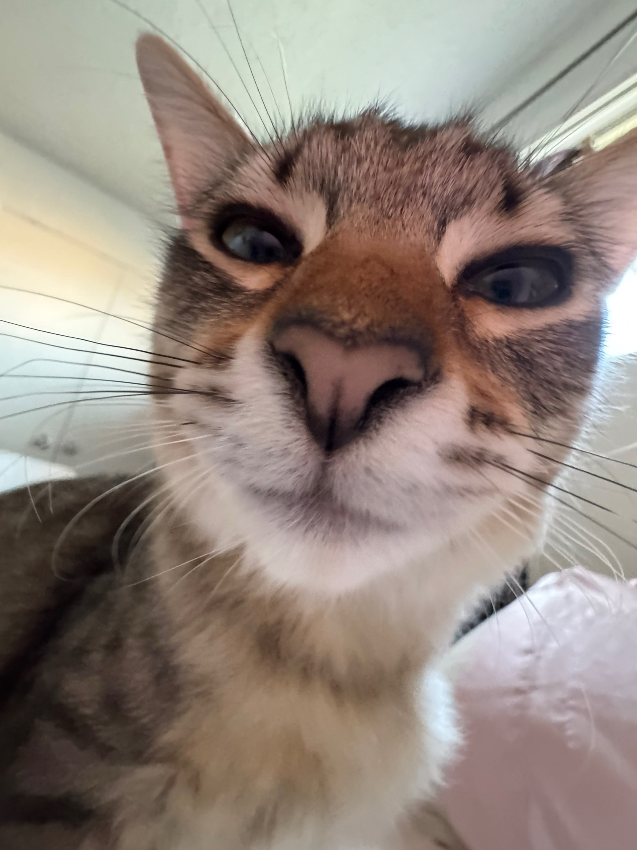 @Mia kittens