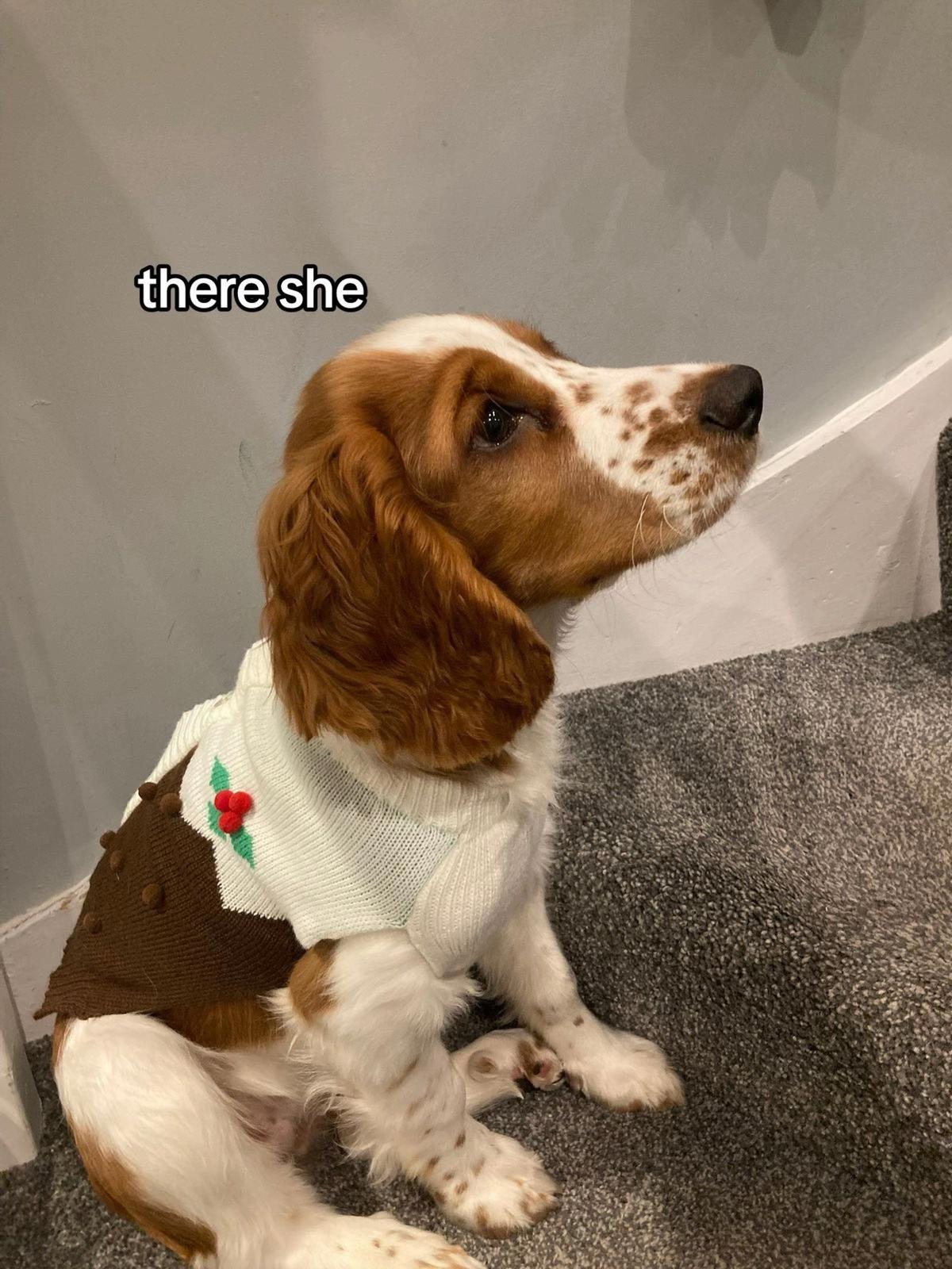 @nellie.the.welshie 🐾