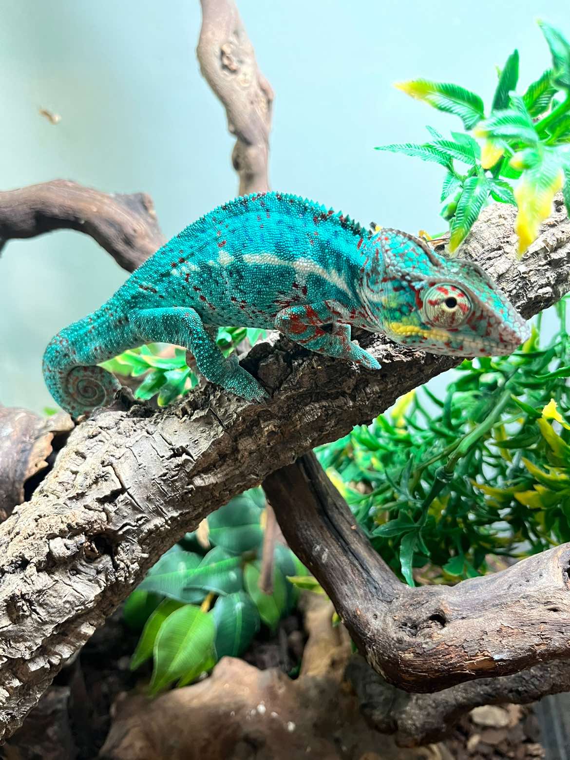 @Dobs Pets and Exotics
