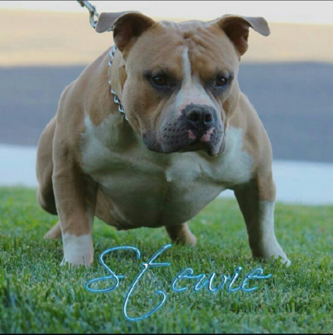 @Official_BullyWebTV