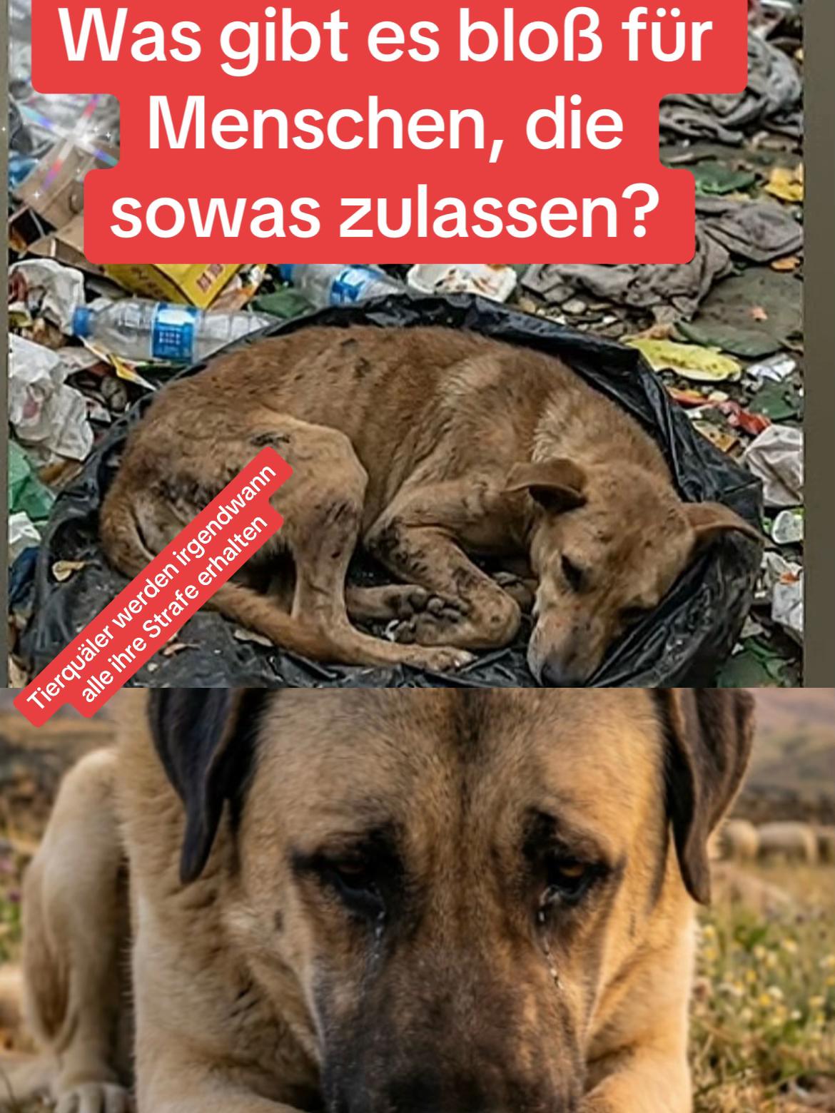 @Lua Team🐈🐕&zwj;🦺L&ouml;wenherz❤️🦁