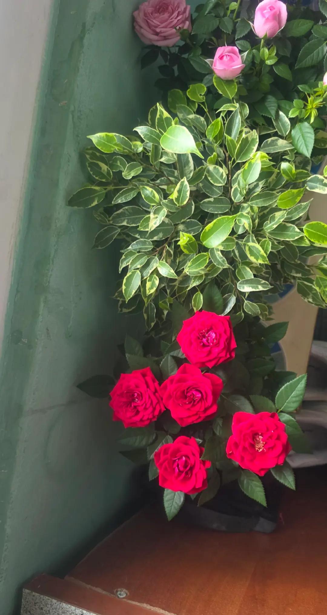 @Tonka 🌹🌹🌹🥰🥰🥰👮👮👮