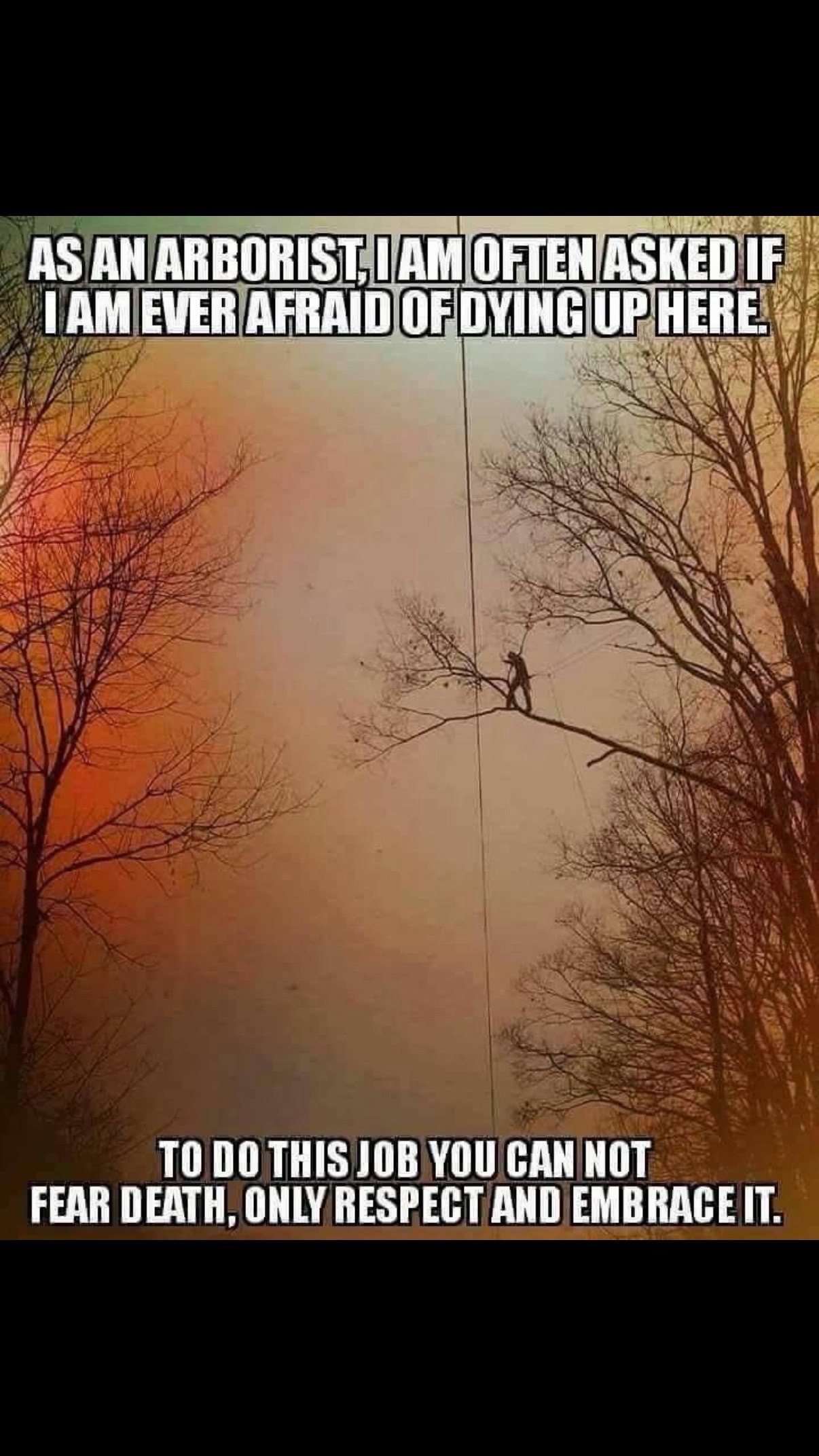 @Estan Tree Specialist