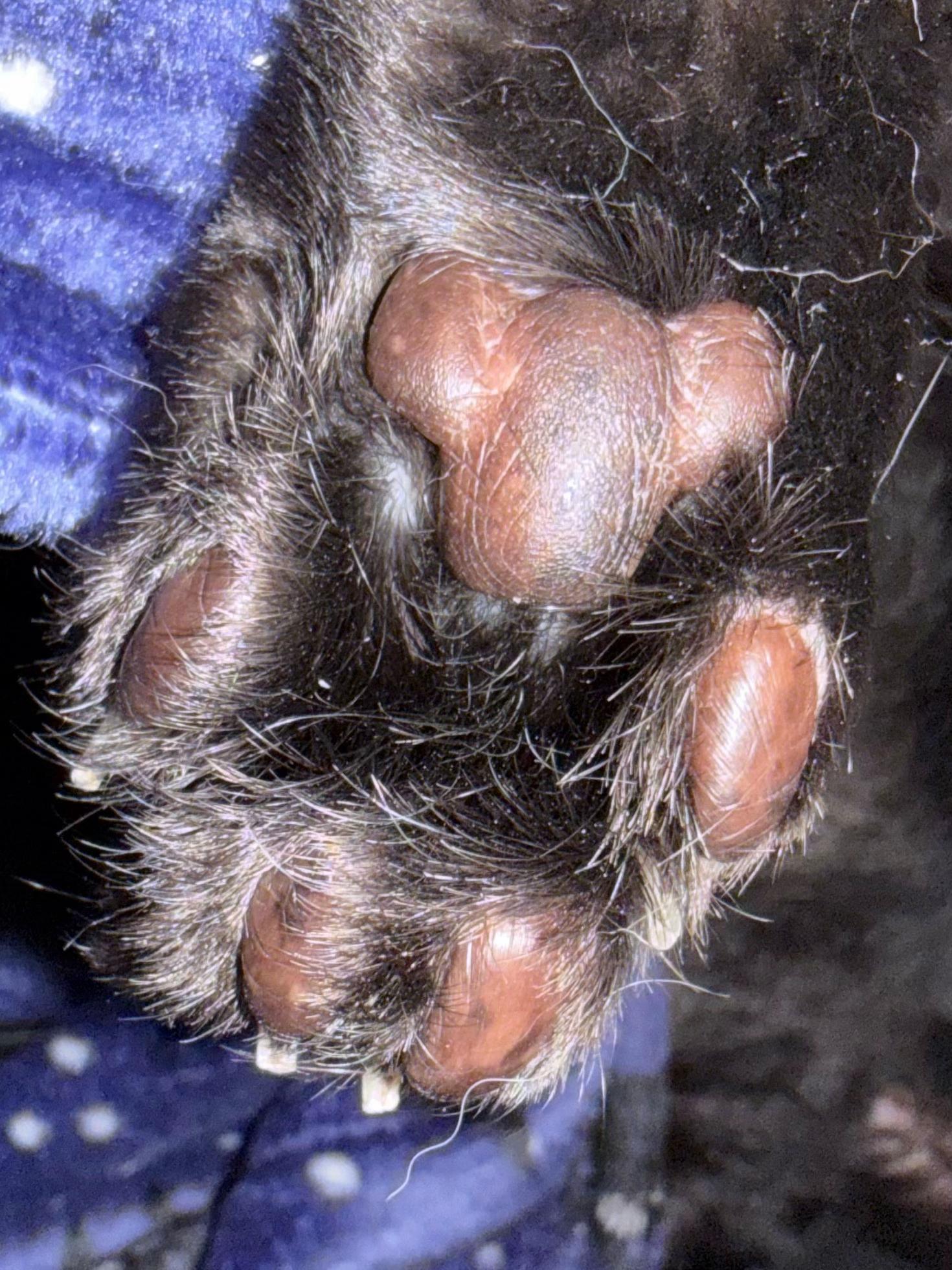 @Teefie_tribe 🐈⬛🐈⬛🐈🦷🦷