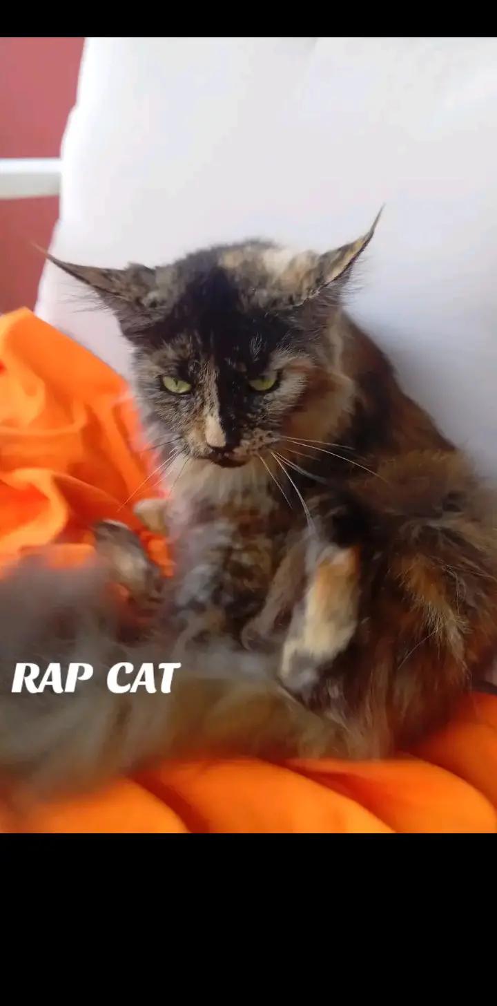 @RAP CAT