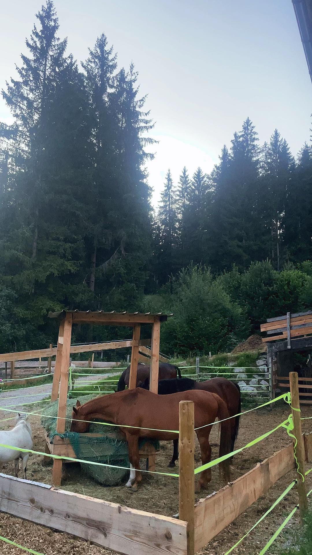 @Mountain Hill Ranch 🇦🇹