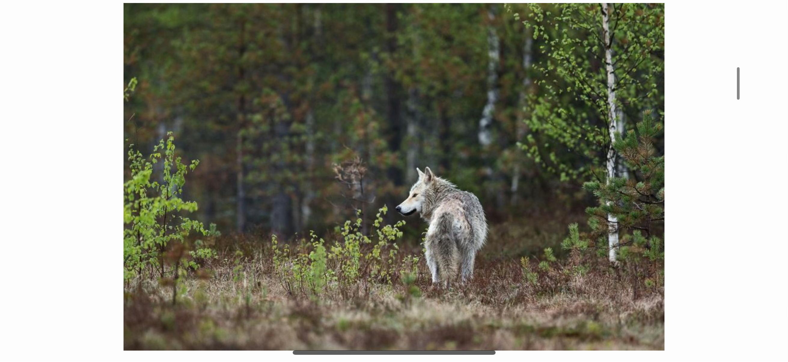 @Ellie’s Wolf Travel 🐺