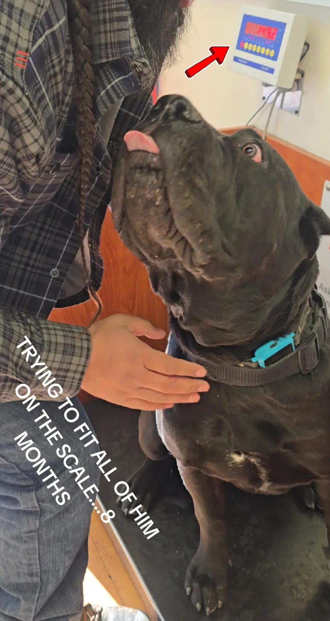 @MileHigh_Cane_Corso