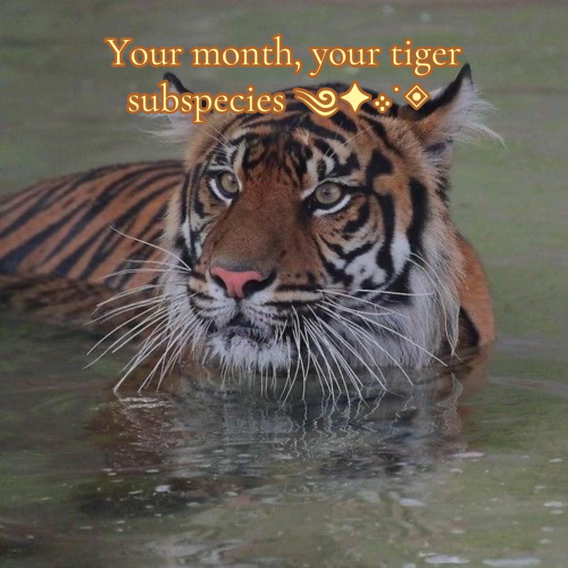 @𝘛𝘪𝘨𝘳𝘦𝘴𝘴 ⌗ 🐅