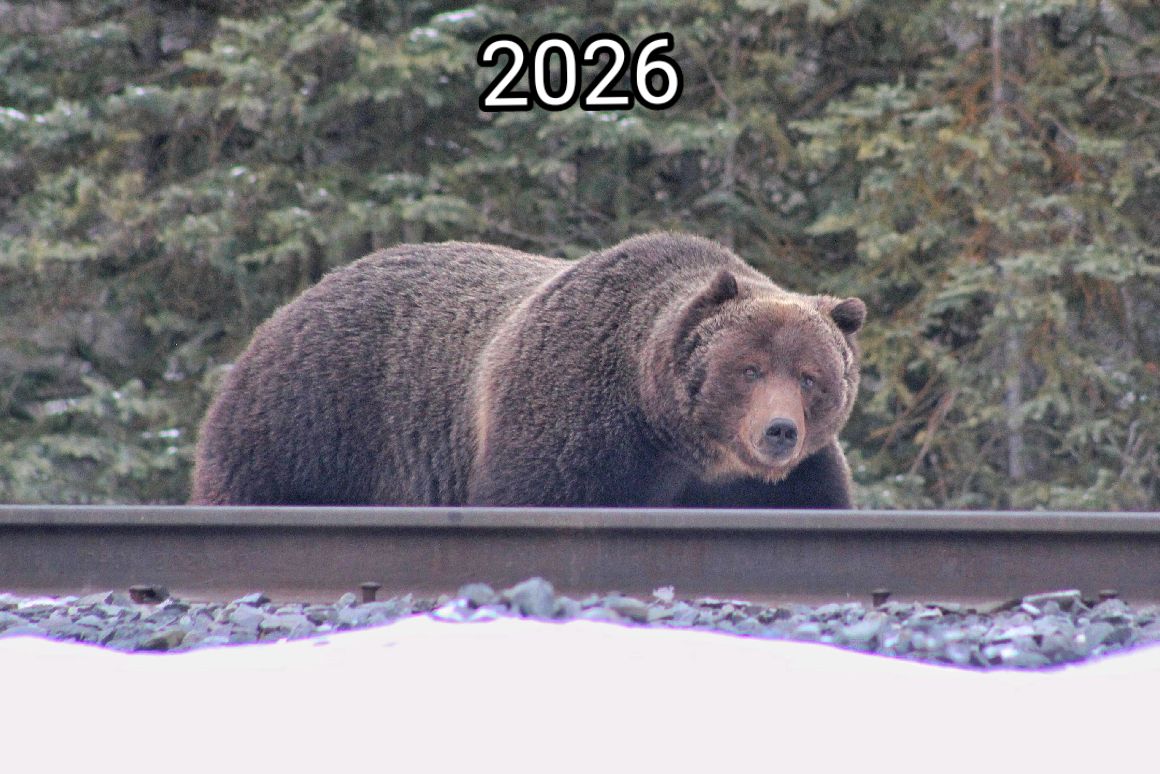 @Banff Nature and Wildlife