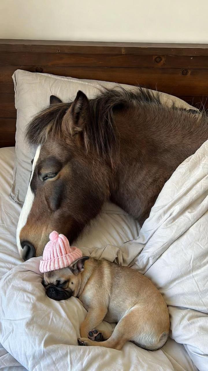 @FOLLOW MY HORSE🐴🦄❤️