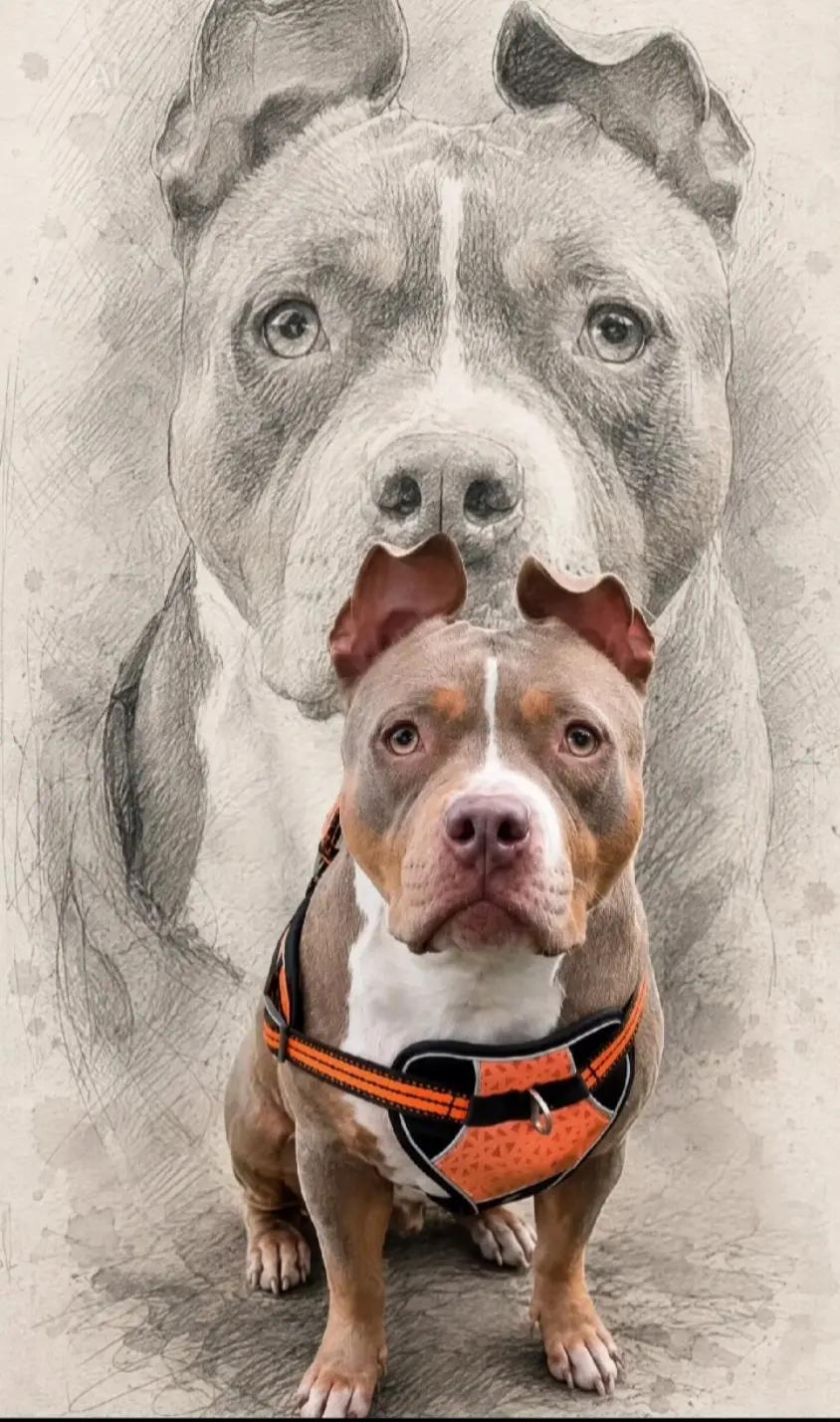 @Breton Staffie