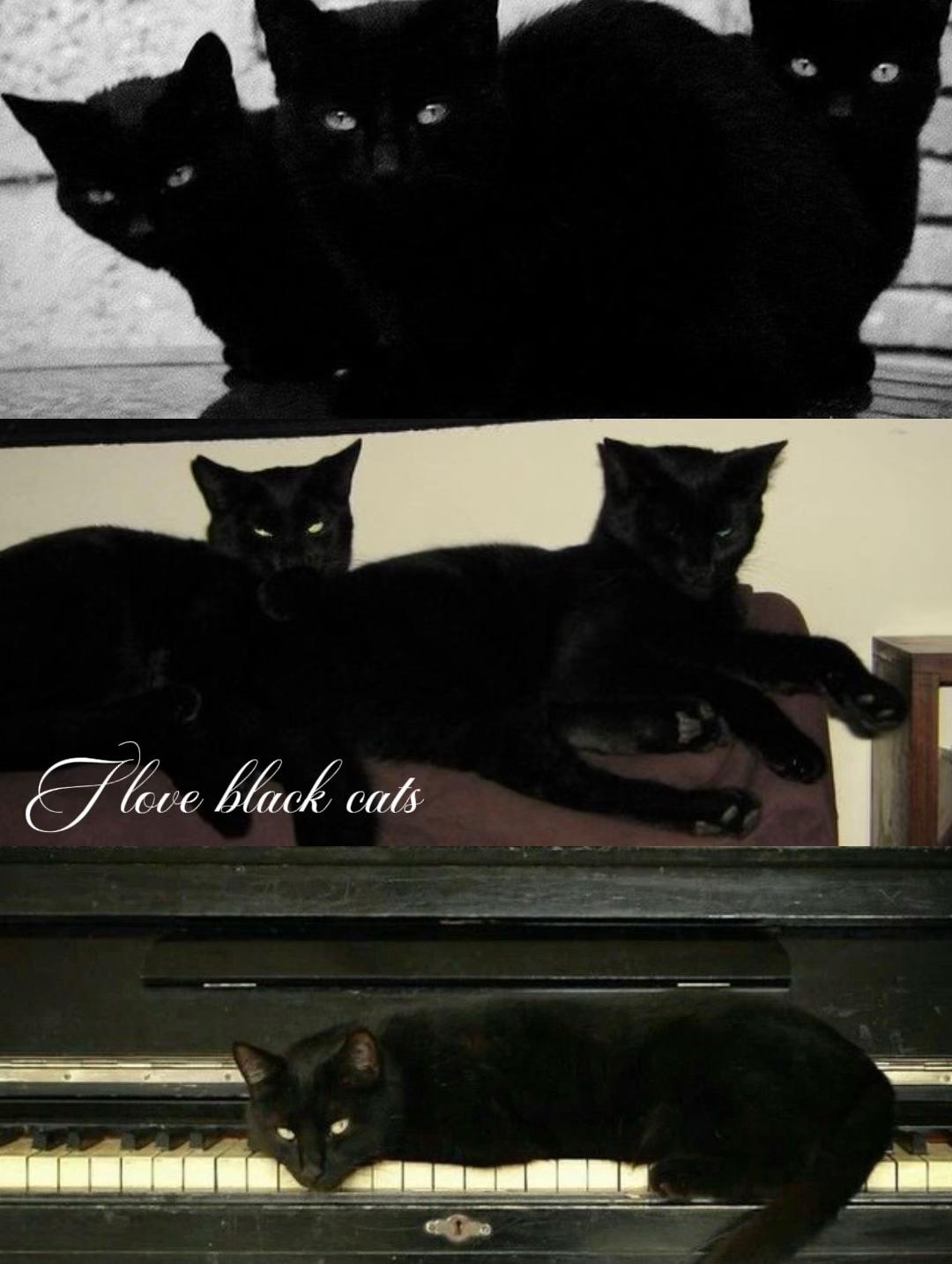 @dey 🐈⬛
