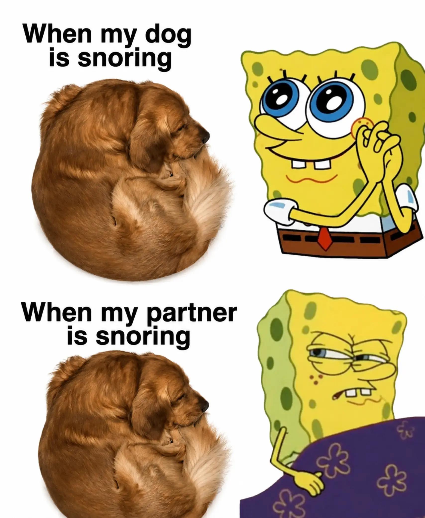 @FINN | The Golden Retriever