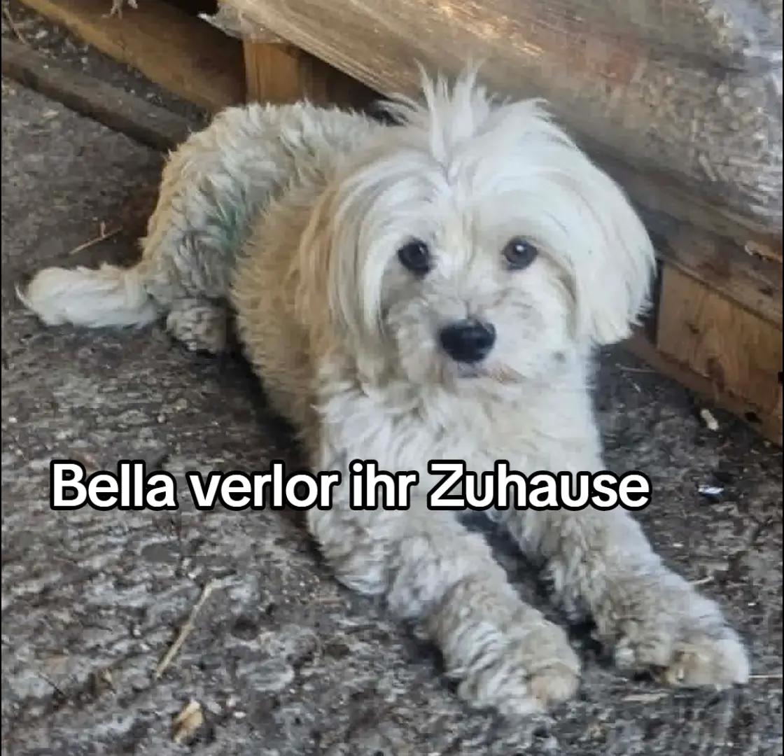 @🐾 PfoteF&uuml;rPfote 🐾
