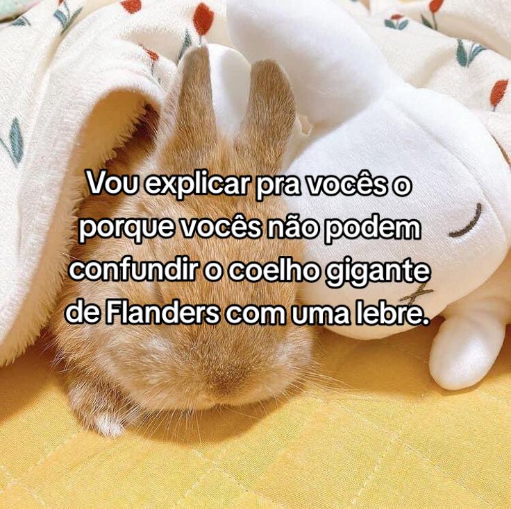 @🐇__Goldy__Miya__s2🐇